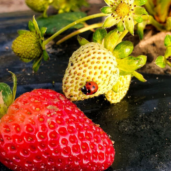 Orto autunnale Orto Primofiore